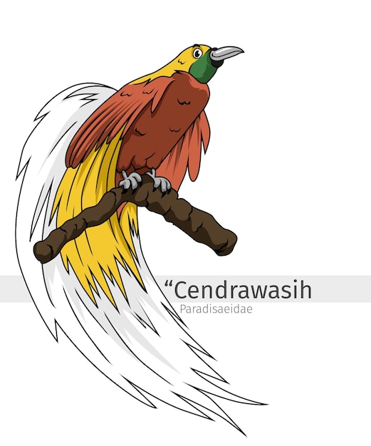 Cendrawasih Cartoon illustration