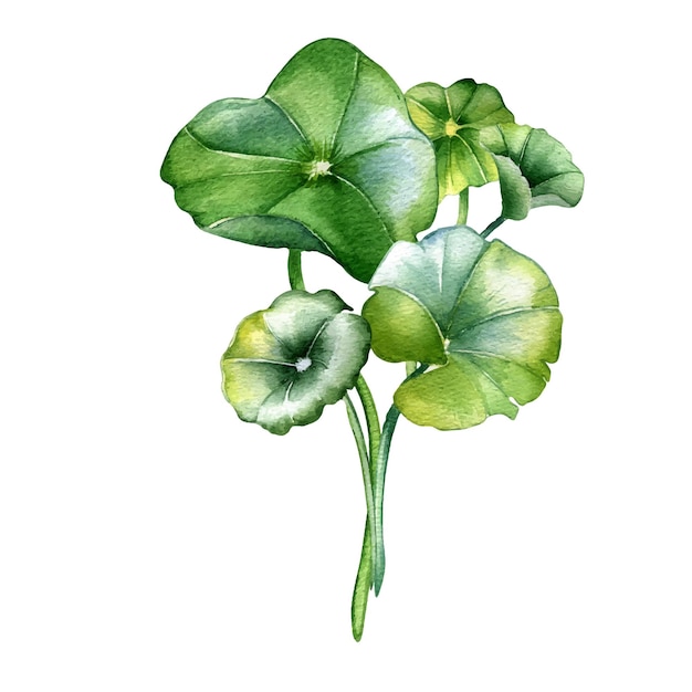 Centella asiatica 구성 수채화 그림 흰색 절연 Pennywort gotu 콜라