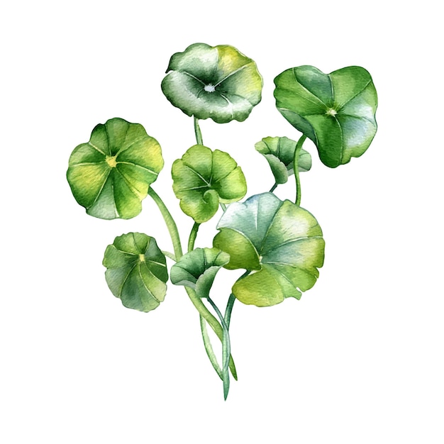 Centella asiatica 구성 수채화 그림 흰색 절연 Pennywort gotu 콜라