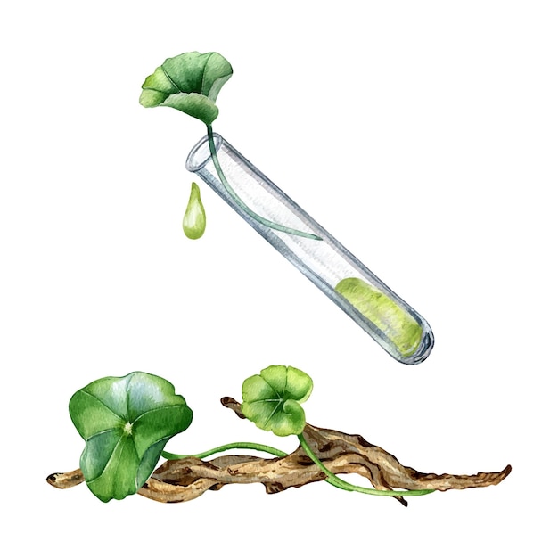 Centella asiatica essential oils wooden branch watercolor illustration isolated on white Pennywort