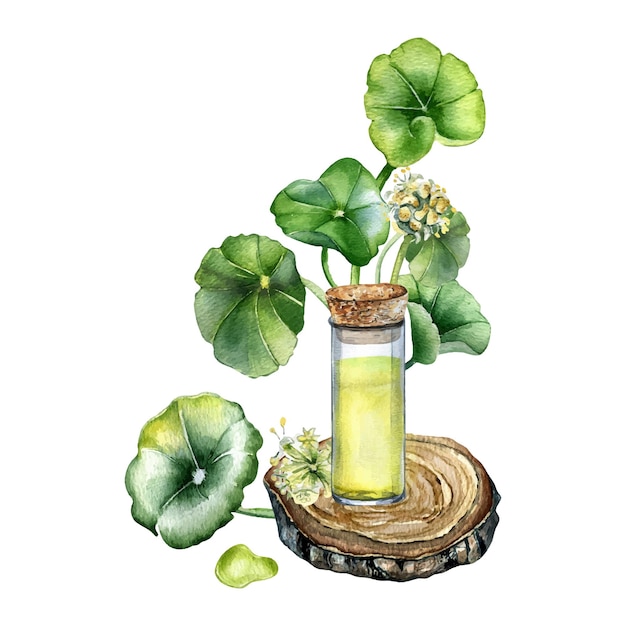 Centella asiatica essential oils on wooden stand watercolor illustration isolated on white kola