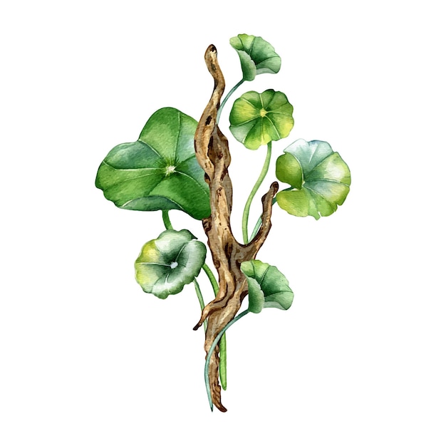 Centella asiatica houten tak samenstelling aquarel illustratie geïsoleerd op witte Pennywort