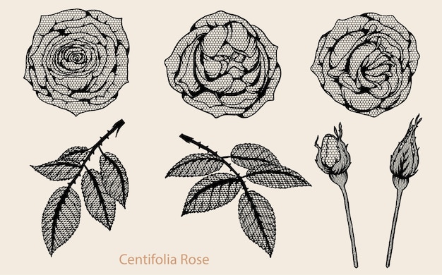 Centifolia 장미 레이스 벡터 그리기 손으로 설정합니다.