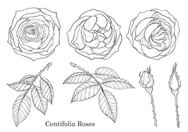 Centifolia steeg vector met de hand tekenen