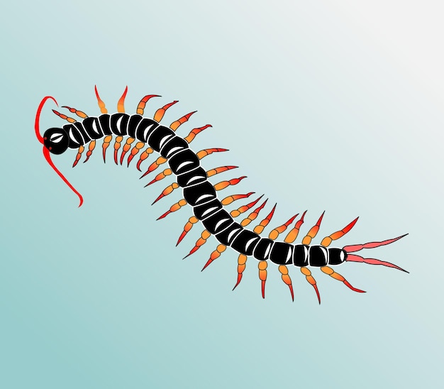 centipede red leg illustration vector