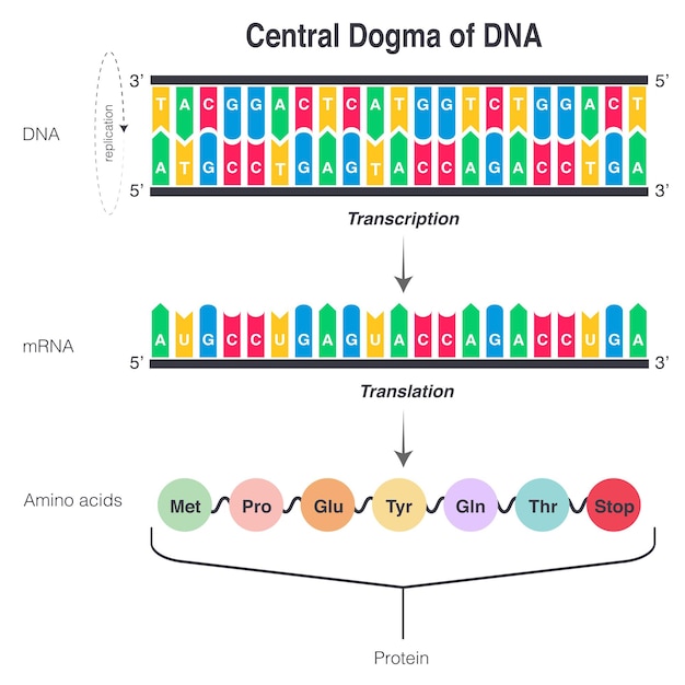 The Central Dogma of DNA