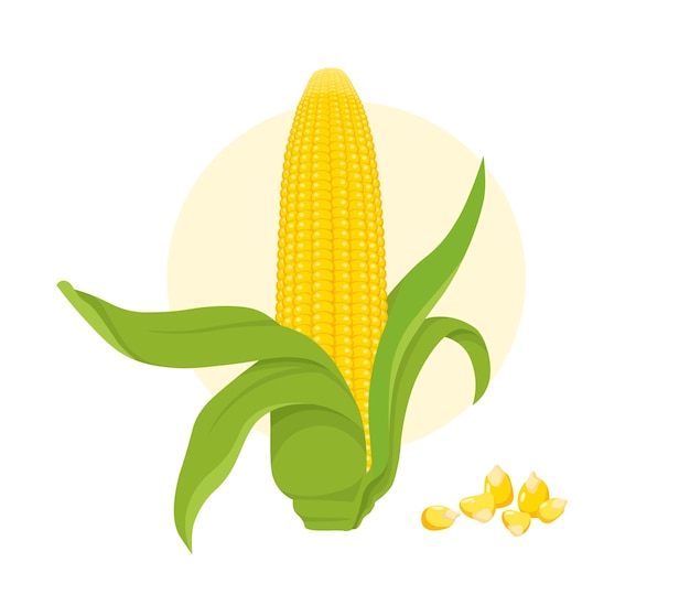 Cereal crops corn concept Natural and organic product Farming and agriculture Healthy eating and vegetable with vitamins Cartoon flat vector illustration isolated on white background