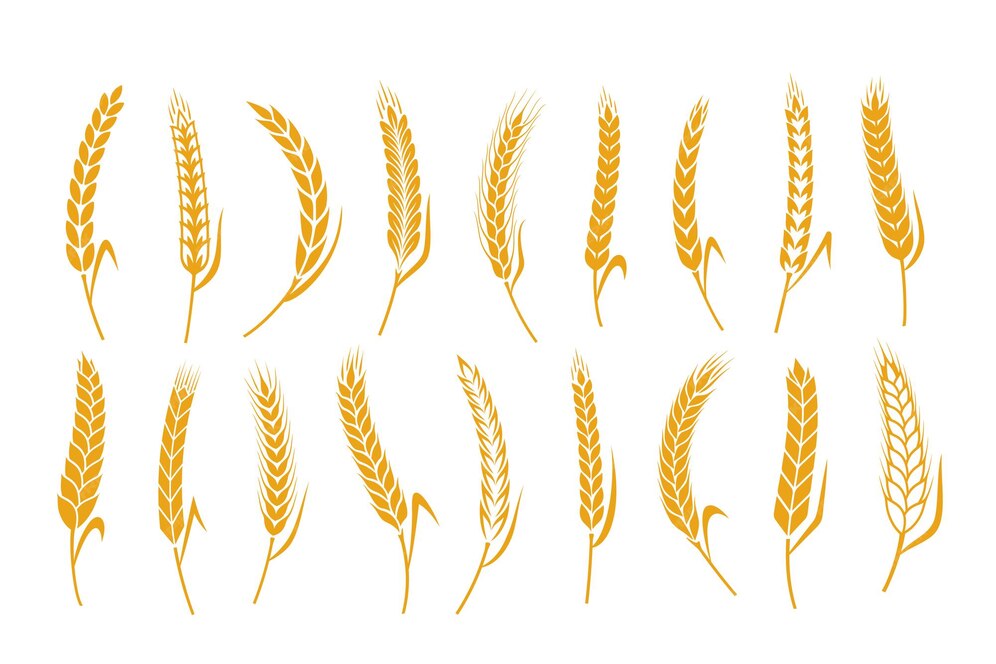 Premium Vector Cereal crops icons. wheat, oat, rye and barley symbols