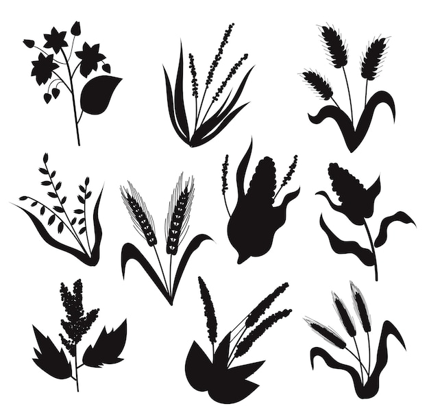 Cereal crops isolated Vectors Silhouettes