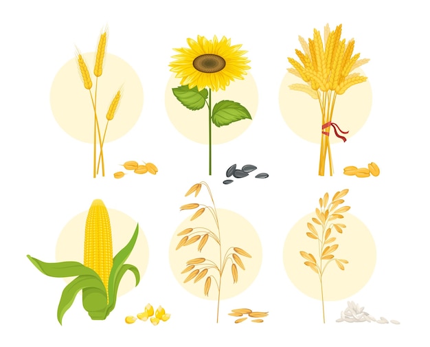 Cereal crops set Hay and sunflower corn Natural and organic products Harvesting and farming agriculture Poster or banner Cartoon flat vector collection isolated on white background