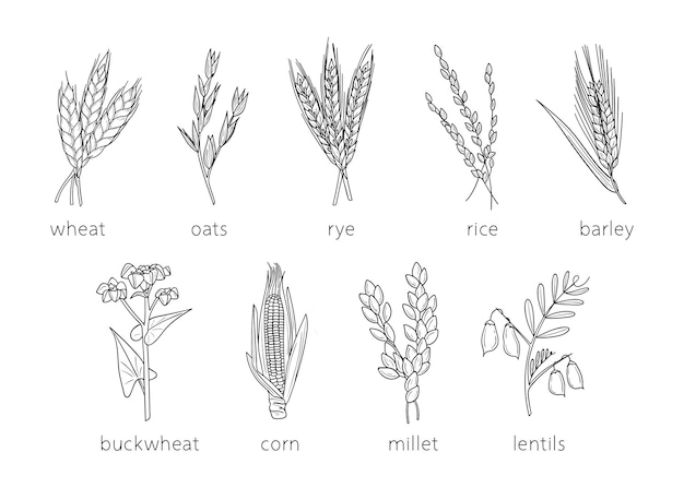 Vettore cereali scarabocchi miglio schizzo agricoltura grano orzo riso mais grano saraceno miglio lenticchie