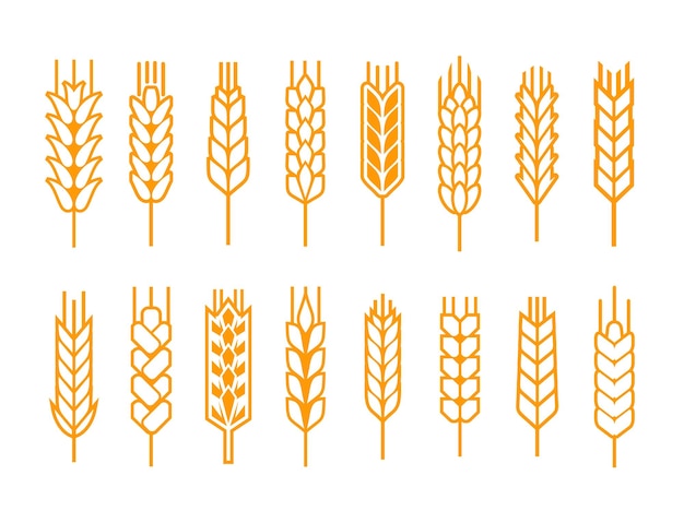 Cereal ear or spike outline icons wheat or barley