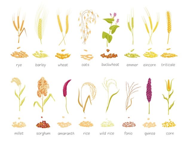穀物植物と種子農作物の分離セット。植物農場の草小麦、ライ麦、オート麦、キビ、大麦、トウモロコシ、稲作のベクトル図の大きなコレクションは白い背景で隔離