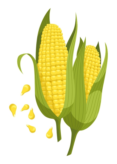 cereals or grain plant icon isolated agriculture corn cob farm crop harvest ripe agricultural plant