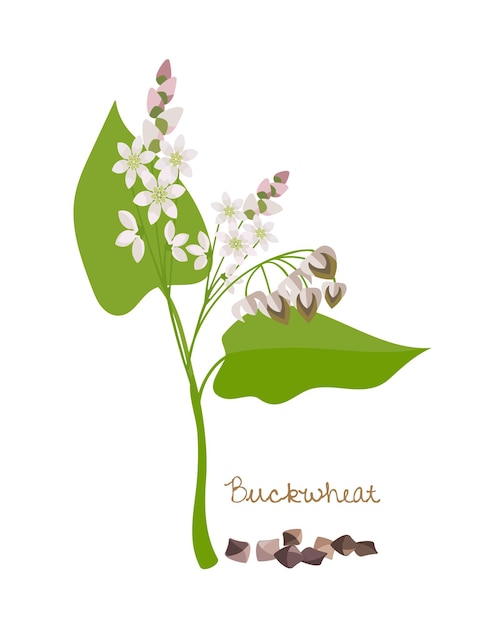 Vector cereals legumes and plants buckwheat with flower leaves and grains