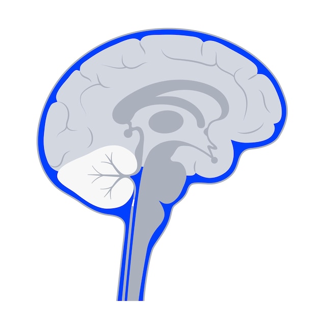 Спинномозговая жидкость в головном мозге. анатомия желудочковой системы. церебральные желудочки векторные иллюстрации
