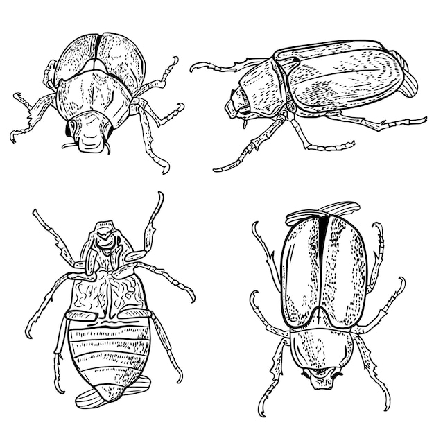 chafer sketch set of cockchafer beetle from different angles in engraving style black and white illustration hand draw