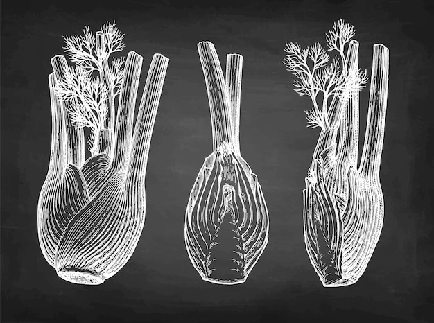 Vector chalk sketch of fennel bulbs