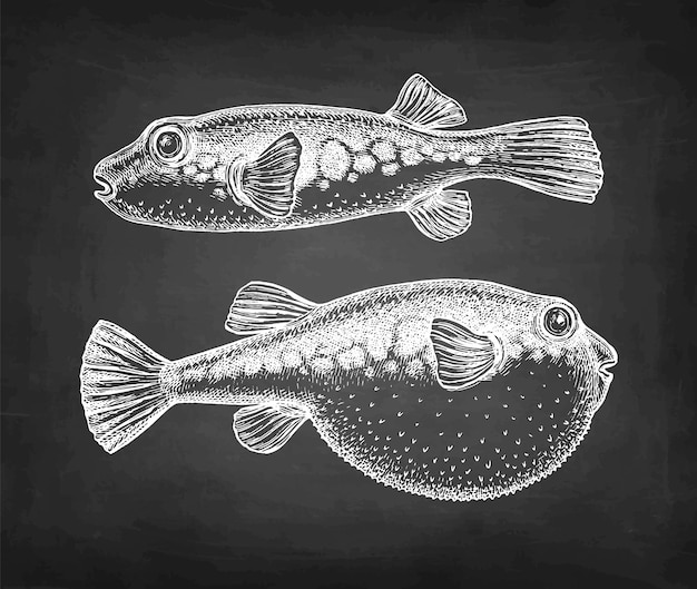 Chalk sketch of fugu fish