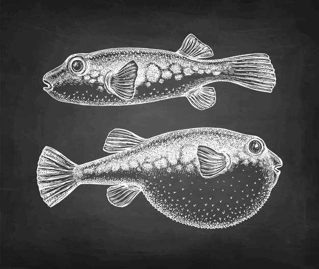 Vector chalk sketch of fugu fish