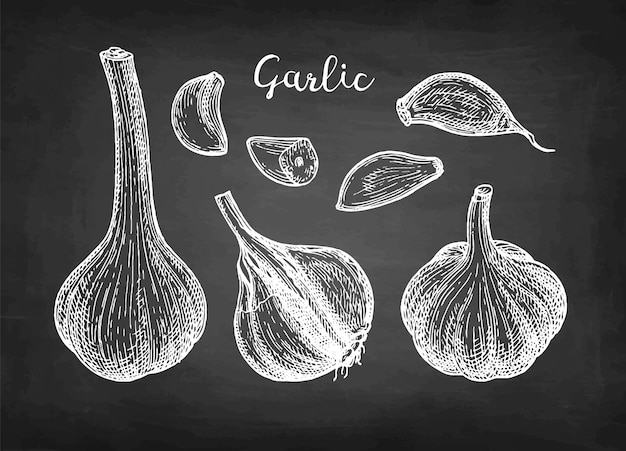 Vector chalk sketch of garlic