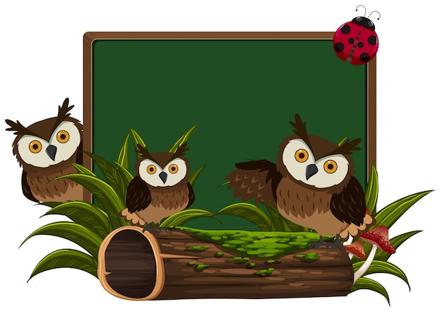 Chalkboard with three owls