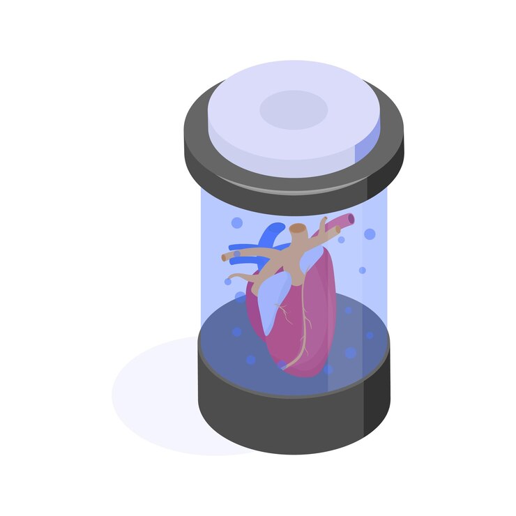 Vector chamber preserving a heart for research and transplantation studies