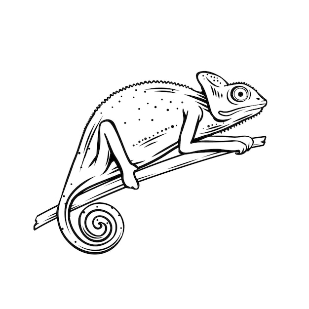 Vector chameleon icon. outline badge of chameleon animal for zoo.