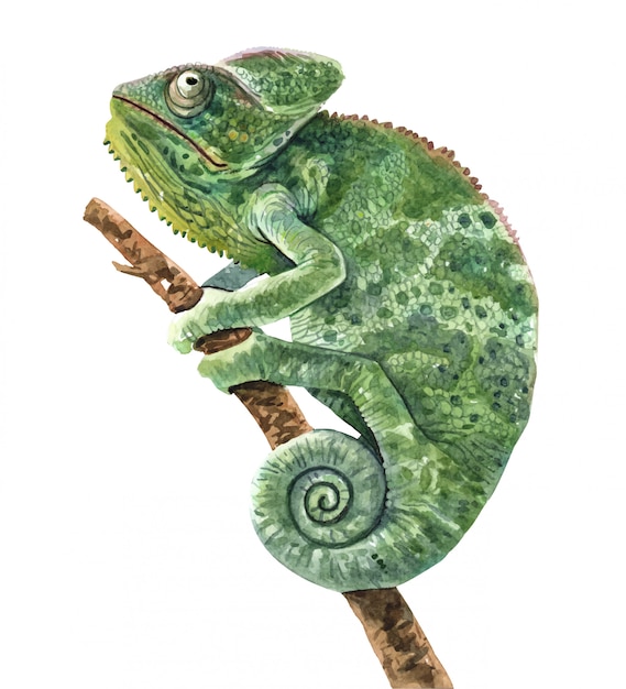 Vector chameleon watercolor illustration for printing.