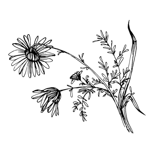 Vector chamomile by hand drawing. daisy wheel floral   in line art style concept.  antique vintage engraving illustration.