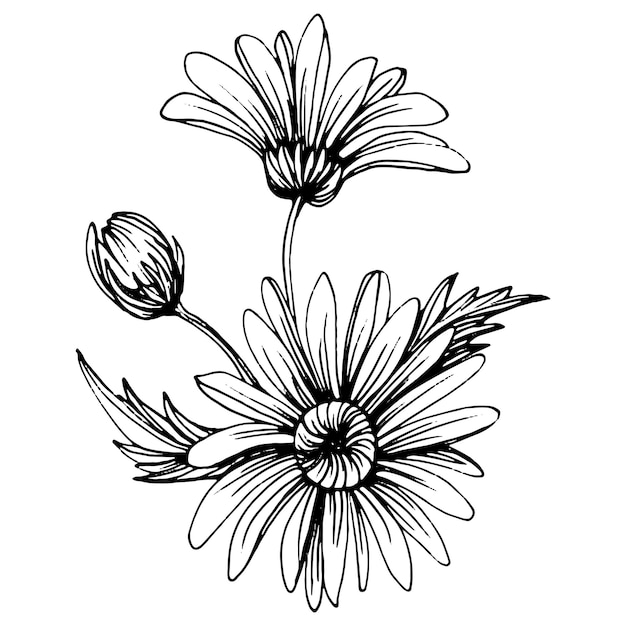 Vector chamomile by hand drawing daisy wheelxafloral tattoo highly detailed in line art style concept