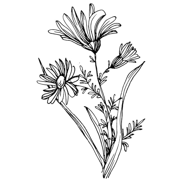 Premium Vector | Chamomile by hand drawing daisy wheelxafloral tattoo ...