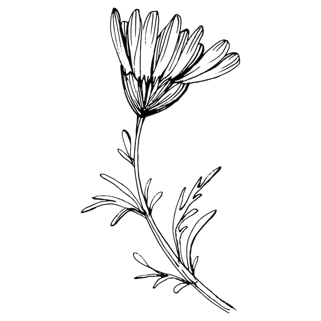 Vector chamomile by hand drawing daisy wheelxafloral tattoo highly detailed in line art style concept