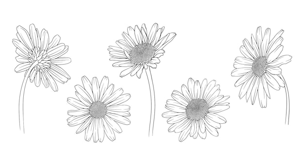 chamomile chrysanthemum and daisy back view in monochrome vector style