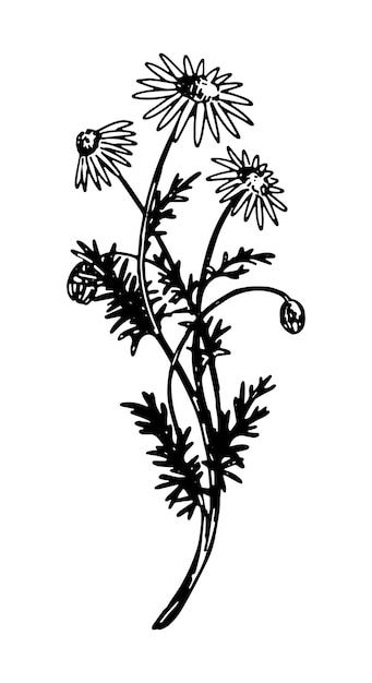 Vettore clipart di camomilla schizzo di fiori selvatici estivi illustrazione botanica vettoriale disegnata a mano scarabocchio in stile incisione isolato su bianco