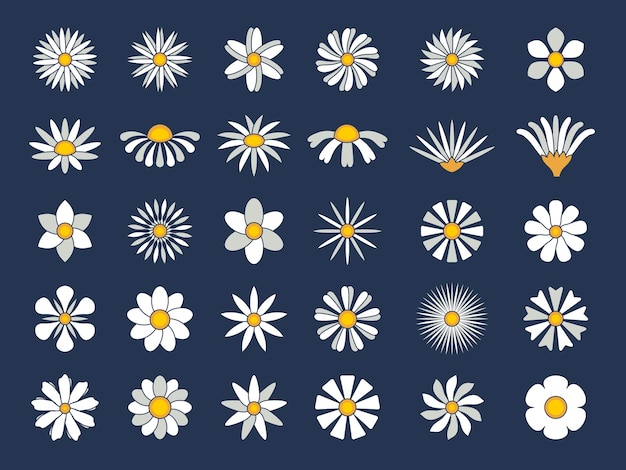 Chamomile collection Botanical flowers set healthy stylized herbas cartoonic blossom chamomiles recent vector flat pictures isolated