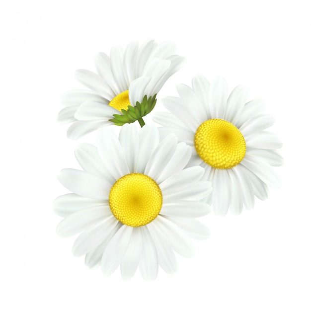白で隔離されるカモミールデイジーの花