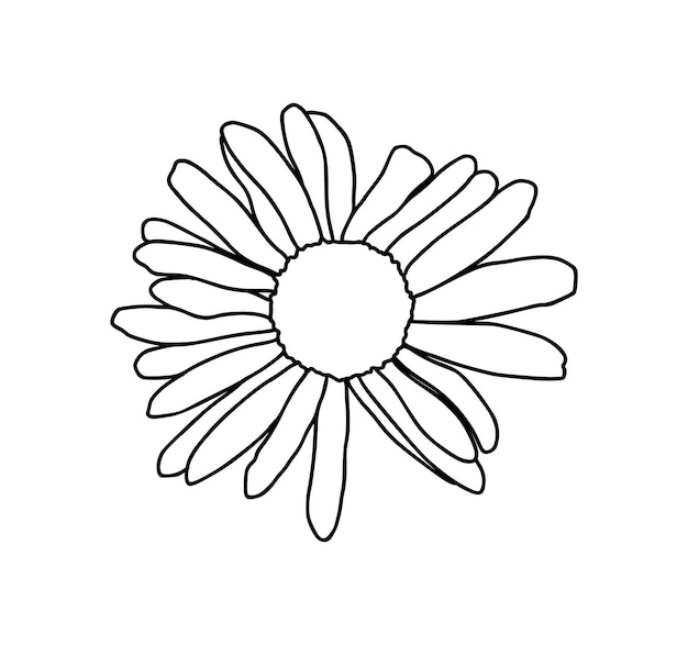 Vector chamomile flower bud plant nature doodle linear cartoon coloring