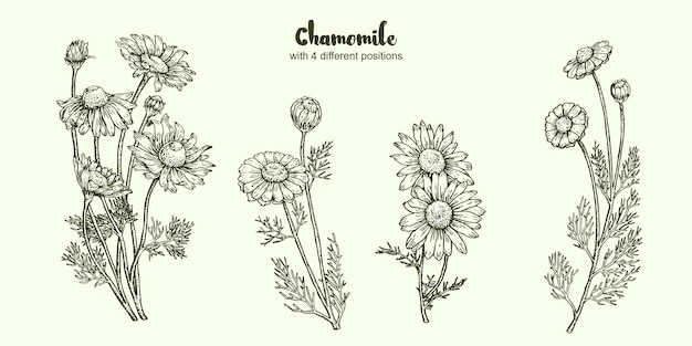 Chamomile flower hand drawing vintage clip art isolated on white background. Vector background