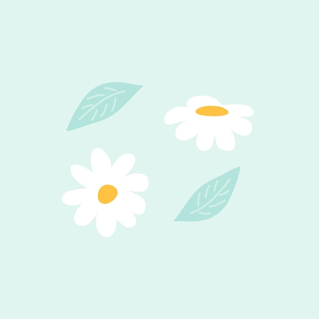 Цветок ромашки, изолированные на белом фоне. Ботаническая ручная иллюстрация