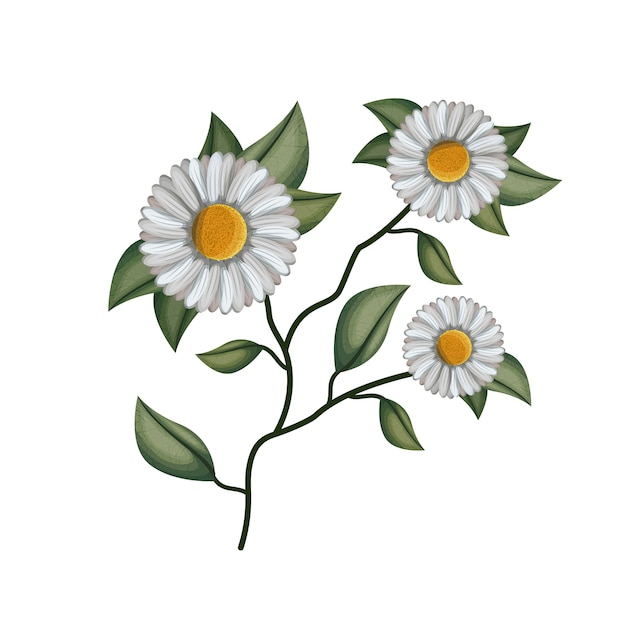 Chamomile flower plant in white background