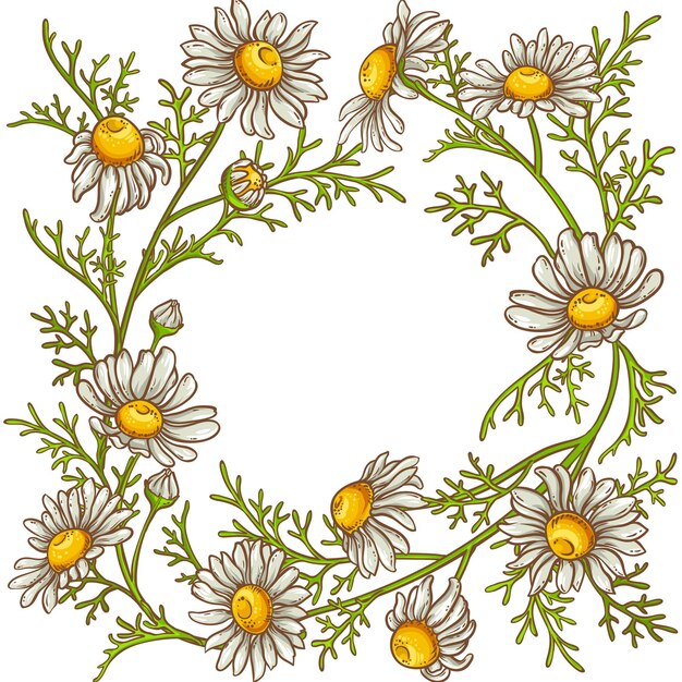 Vector chamomile flower vector frame