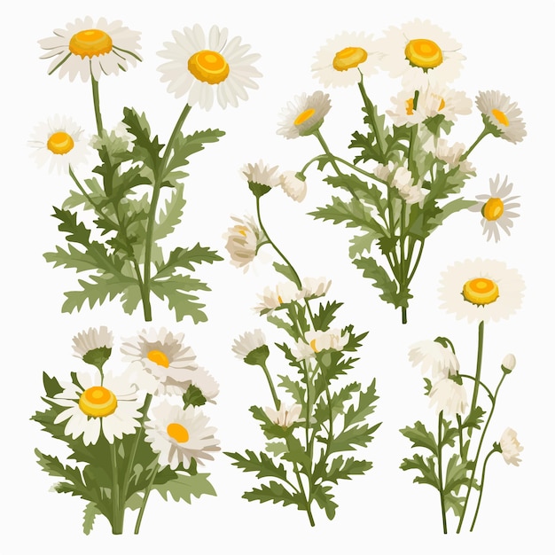 Chamomile flower vector illustration with a minimalist design