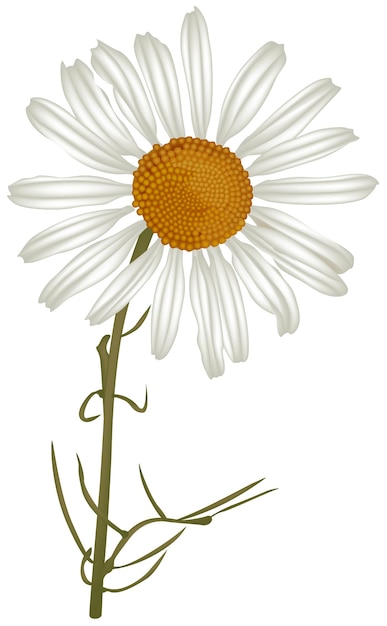 Chamomile flower