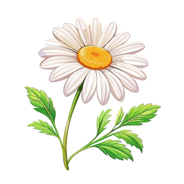 Vector chamomile flowers on white background for card decor