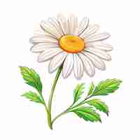 Vector chamomile flowers on white background for card decor