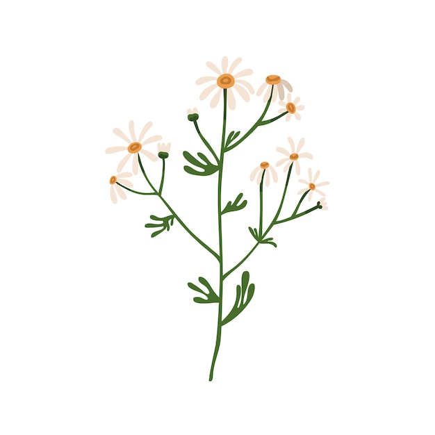 Plant Outline Clipart-one chamomile flower on a stem with leaves