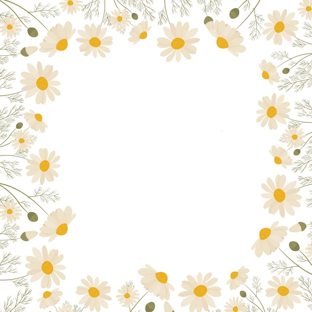 Vector chamomile frame isolated on white background.