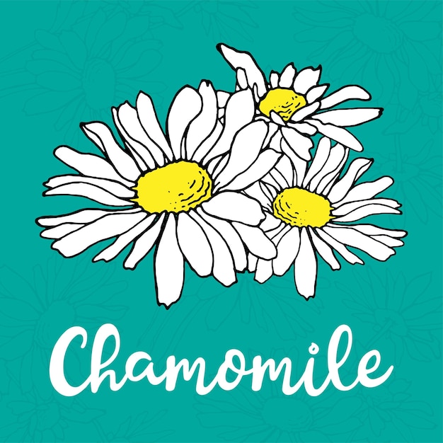 Chamomile hand drawn illustration. Label. Vector illustration. Floral illustration