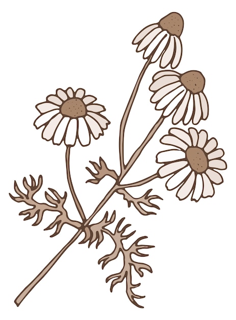 Chamomile herb sketch Hand drawn organic botany